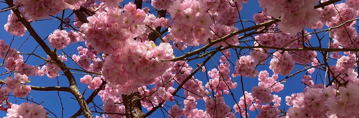 Umgestaltung unseres Schulhofes