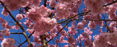 Umgestaltung unseres Schulhofes